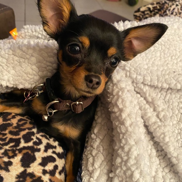 Meet your Posher, - Picture 7 of 13